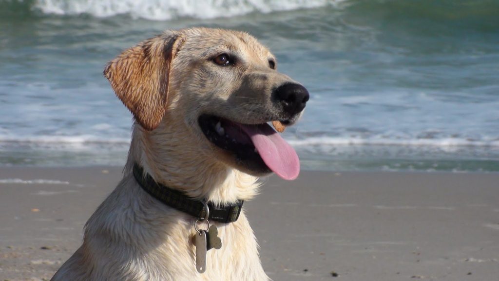 My Yellow Lab, Fern, smiling on the beach